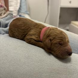 Pink Collar Girl - Red  female Poodle puppy in Grandview, Tennessee from FurEver Poodles