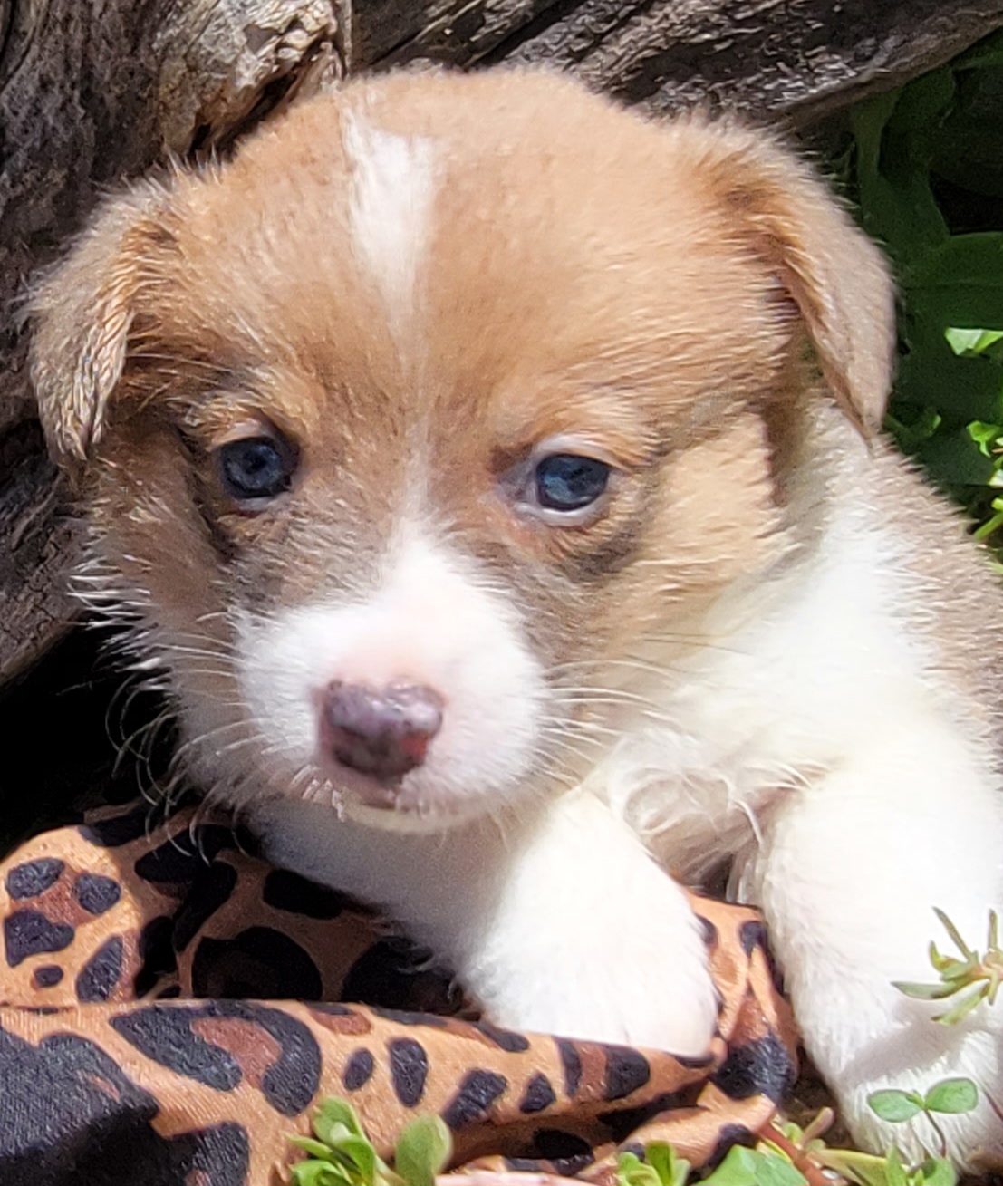 Pembroke Welsh Corgi Puppies from MCS Farms-OK
