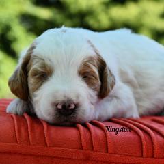 Bernedoodle and Irish Doodle Puppies from Willow-Be Doodles