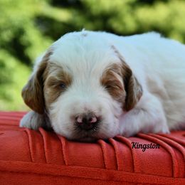 Bernedoodle and Irish Doodle Puppies from Willow-Be Doodles