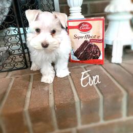 Miniature Schnauzer Puppies from Mrs Bs Teeny Schnauzers & Doodles