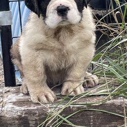 Saint Bernard Puppies from Steel City Saints