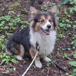 Pembroke Welsh Corgis from Cedar Trail Corgis