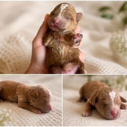 Tilly - Red  female Poodle puppy in Eckert, Colorado from High Desert Poodles