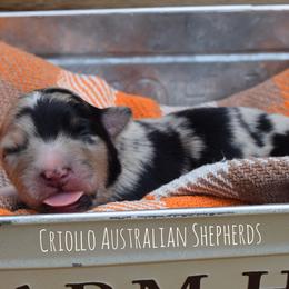 Australian Shepherds from Criollo Australian Shepherds