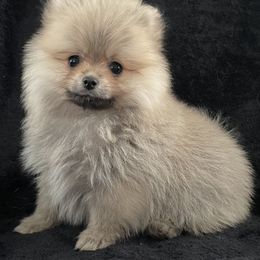 Pomeranian Puppies from POMS USA