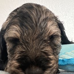 Schnoodle Puppies from Gooch Canines (Giant Schnoodles)