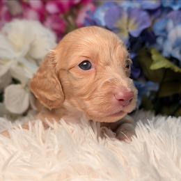 Honey - Cream female Dachshund puppy in Unadilla, Georgia from Hamsley's Puppy Palace
