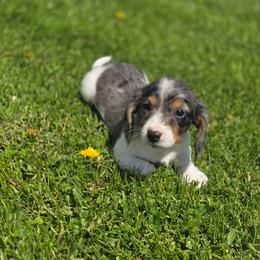 Boone - Piebald male Dachshund puppy in Elma, Iowa from Iowa Dachshunds