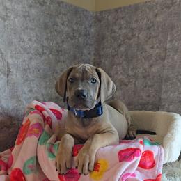 Oggie - Blue male Great Dane puppy in Caldwell, Idaho from Miner's Dynamic Danes