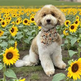 Sunny - Poodle