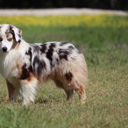 Suede - Miniature Australian Shepherd