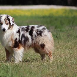 Suede - Miniature Australian Shepherd