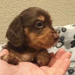 Truffle - Black and tan male Dachshund puppy in Plumas Lake, California from Royal T Miniature Dachshunds