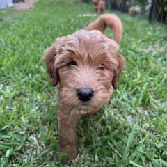 Whoodle All Grown Up from Perri’s Whoodles