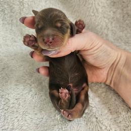 Boy 2 - Chocolate and tan male Dachshund puppy in Anaconda, Montana from Montana Country Dachshunds