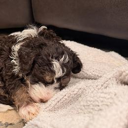 Aussiedoodles, Australian Mountain Doodles, and Double Doodles from Melrose Mountain Farm