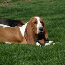 Basset Hound All Grown Up from All Ears Bassets