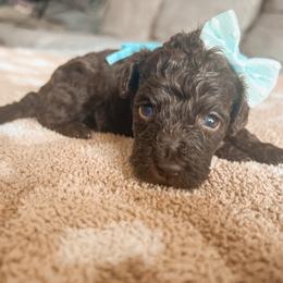 Islander - Chocolate female Goldendoodle puppy in Middletown, Ohio from Lady Doodle Farm