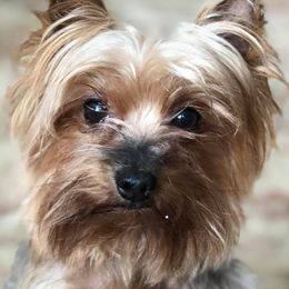 Yorkshire Terriers from DeNofio Yorkies