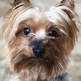 Yorkshire Terriers from DeNofio Yorkies