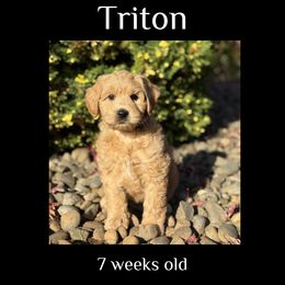 Triton - black collar - Cream male Labradoodle puppy in Beavercreek, Oregon from Auburn Sky Labradoodles