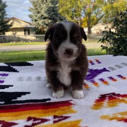 Ember - Red & white female Miniature Australian Shepherd puppy in Oroville, Washington from High Mountain Aussies
