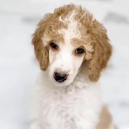 Aussiedoodles, Miniature Australian Shepherds, and Poodles from Three Sisters Kennel
