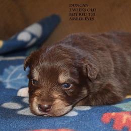 Duncan - Red tri male Miniature Australian Shepherd puppy in Patterson, North Carolina from DreamLine Aussies
