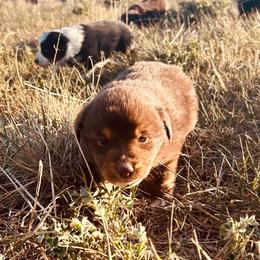 Winx - Red tri female Miniature Australian Shepherd puppy in Beaver, Utah from Renegade Point Stock Dogs