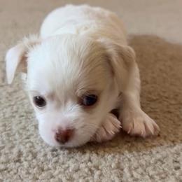 AKC Max - Cream and white male Chihuahua puppy in Rowlett, Texas from Sugar Cookie Chihuahuas