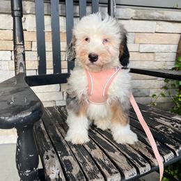 Audrey - Blue merle female Bernedoodle puppy in Holtwood, Pennsylvania from Country Ridge Puppies