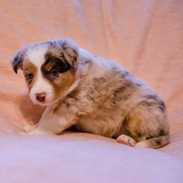 Border Collie Puppies from Snow Pine Ranch