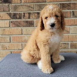 Rudolph - Red Bernedoodle puppy in Christiana, Tennessee from Southern Home Pups