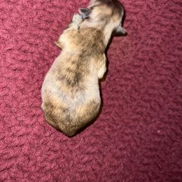 Shih Tzu Puppies from Lavender Lane Tzus