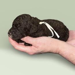 White collar - Chocolate female Goldendoodle puppy in Sanderson, Florida from Serenity Goldendoodles