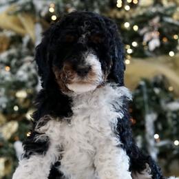 Tri-Color Boy - Tri-color Bernedoodle puppy in Bountiful, Utah from Perfect Pup Doodles