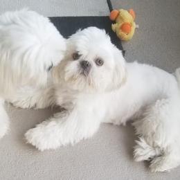 Shih Tzus from Shih Tzu Exotics