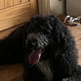 Buddy - Sheepadoodle