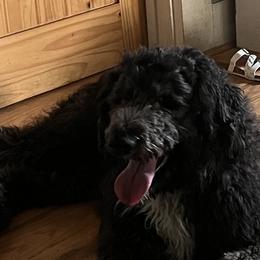 Buddy - Sheepadoodle