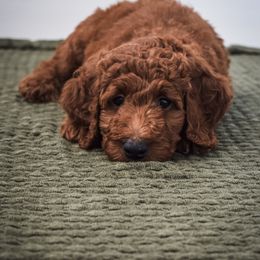 Goldendoodle Puppies from AZ Ohana Doodles