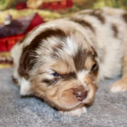 Red Merle 2 - Red merle female Miniature Australian Shepherd puppy in Ronan, Montana from Dirt Road Aussie’s of Montana