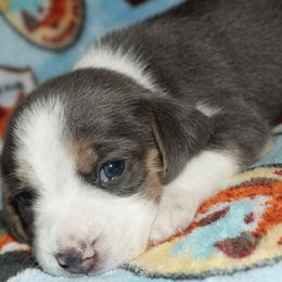 Boise Reno Las Vegas Whisper - Blue tan and white female Beagle puppy in Spring Creek, Nevada from Battleborn Aussies and Beagles
