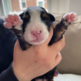 Bernese Mountain Dog Puppies from Queenstown Fine Bernese