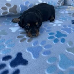 Boy 2 - Black and tan male Dachshund puppy in Oklahoma from DRB Dachshunds