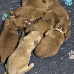 Golden Retriever Puppies from Golden Paws