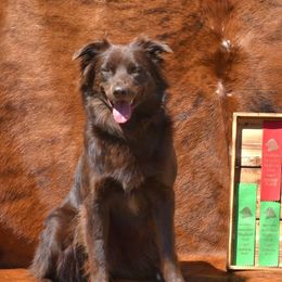 Josie - Australian Shepherd