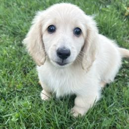 Dachshunds from Linda Turner