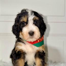 Amsterdam - Tri-color female Bernedoodle puppy in Beecher, Illinois from Erica’s Doodles