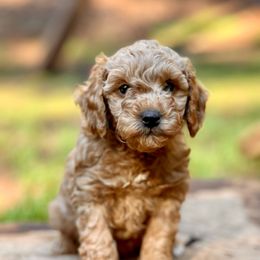 Shadow - Red  male Goldendoodle puppy in Pollock Pines, California from Penny Lane’s Doodles